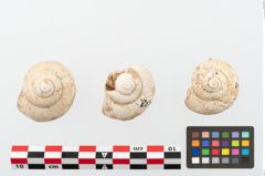 Foto von Schneckengehäuse (NHMW-PRAE-002237b)